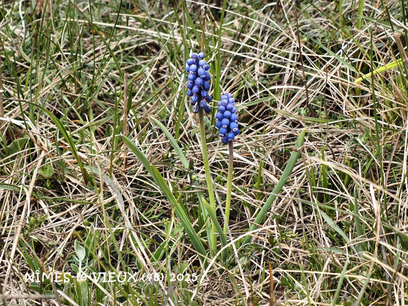 Grape hyacinth, Small